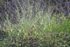 Peristrophe bicalyculata